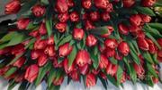 Цветы тюльпаны к 8 Марта